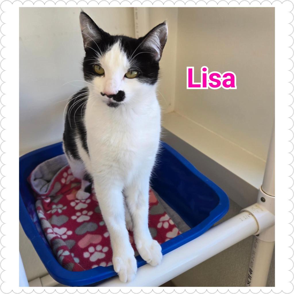 Enlarge Lisa, a Adoptable mixed breed in North Saint Paul, MN image 1/4