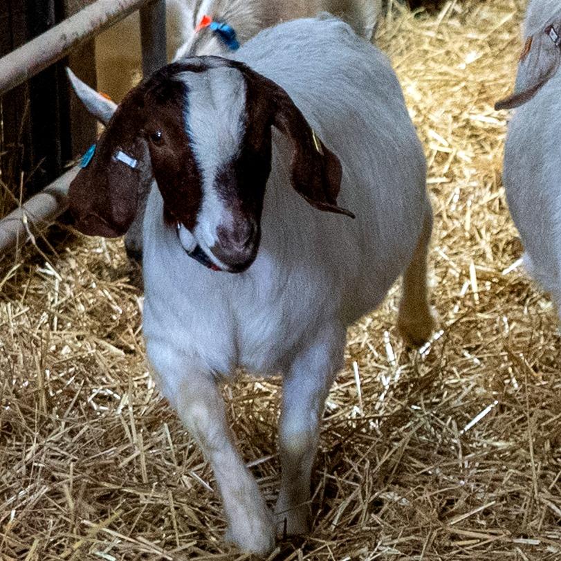 Gwen, Adoptable, Adult Female Goat & GoatAngora.