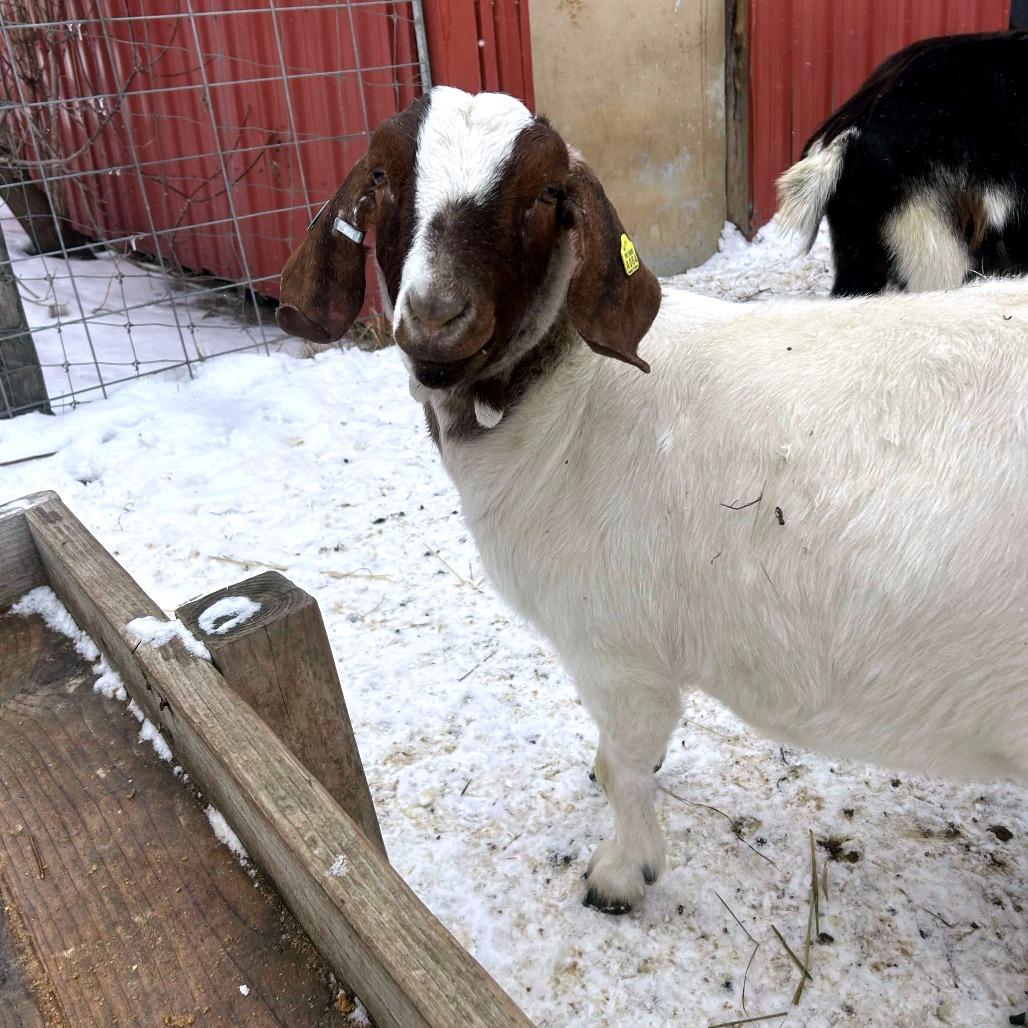 Enlarge Gwen, a Adoptable mixed breed in Fairport, NY image 2/3