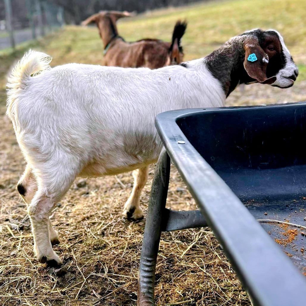 Enlarge Gwen, a Adoptable mixed breed in Fairport, NY image 3/3