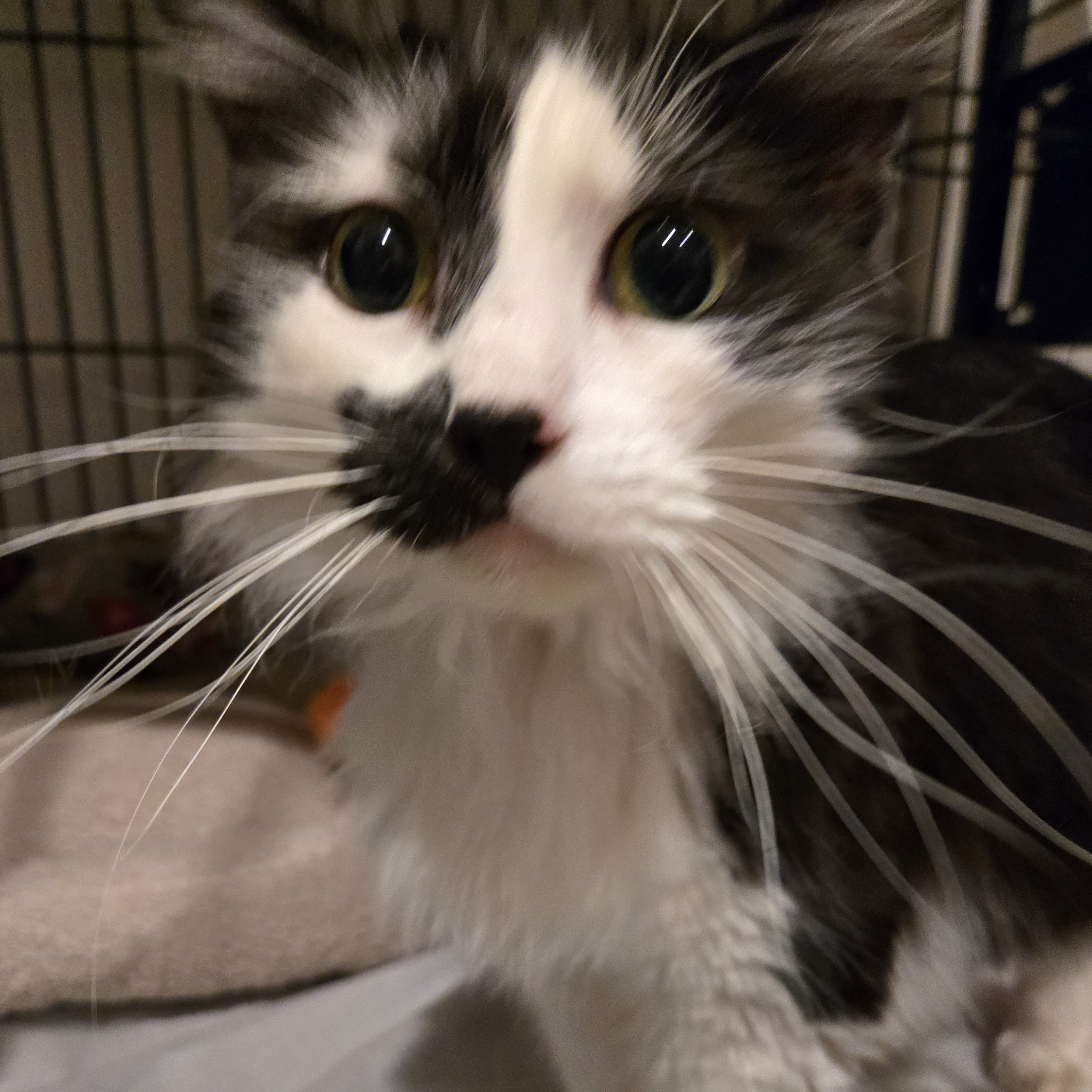 Mia, adoptable, Adult Female Domestic Medium Hair.