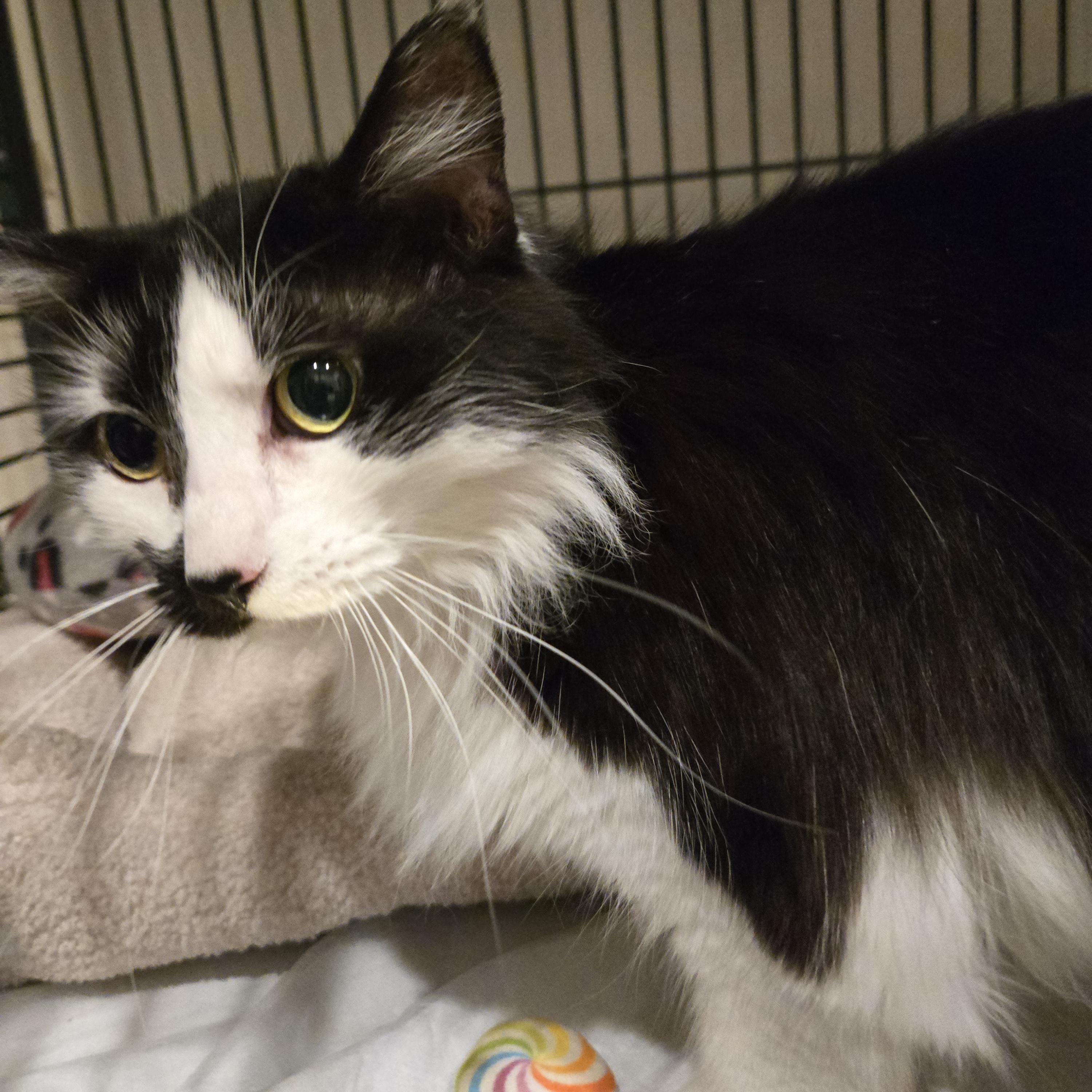 Enlarge Mia, an adoptable Domestic Medium Hair in Elwood, IN image 3/3