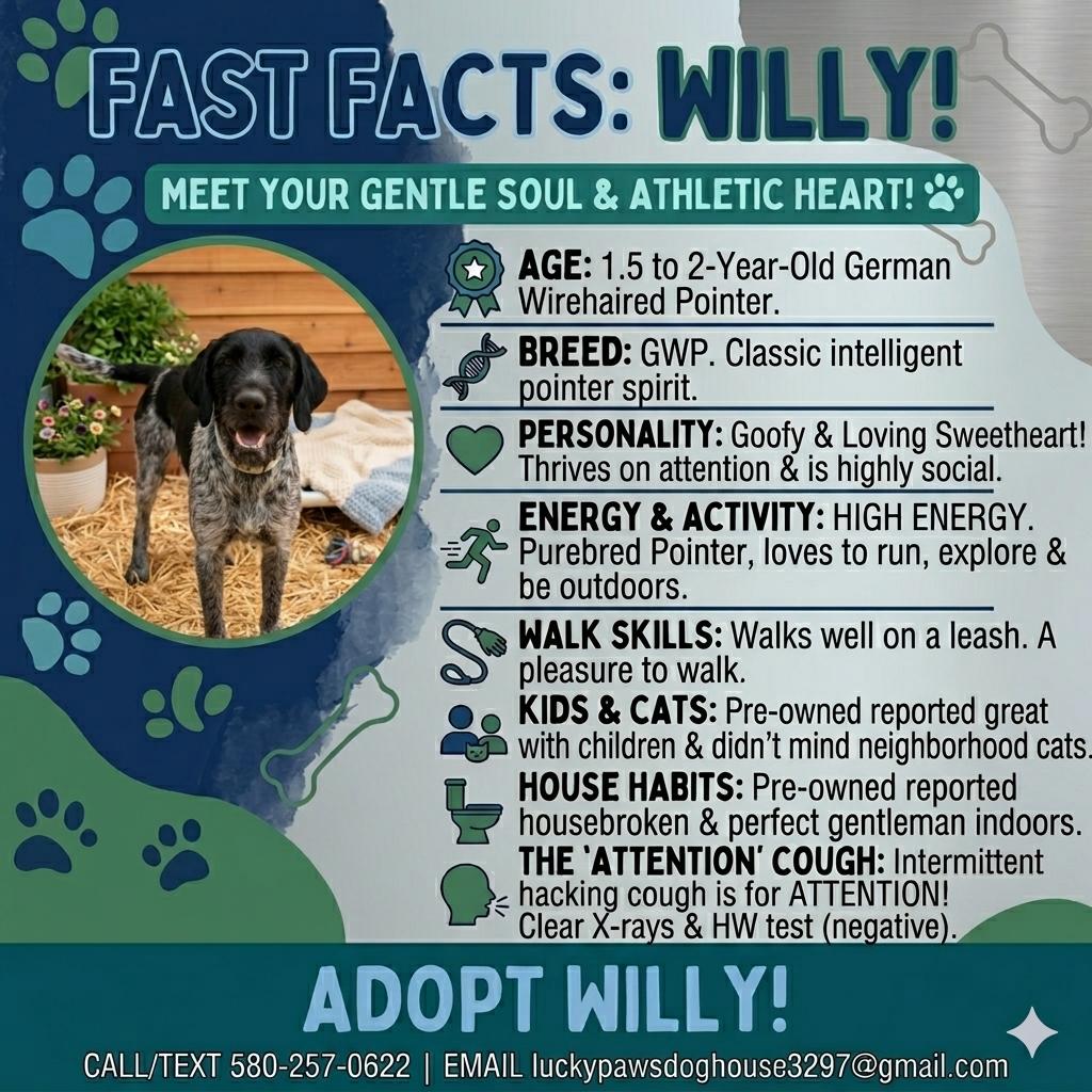 Enlarge Willy, an adopted German Wirehaired Pointer in Carmel, IN image 2/5