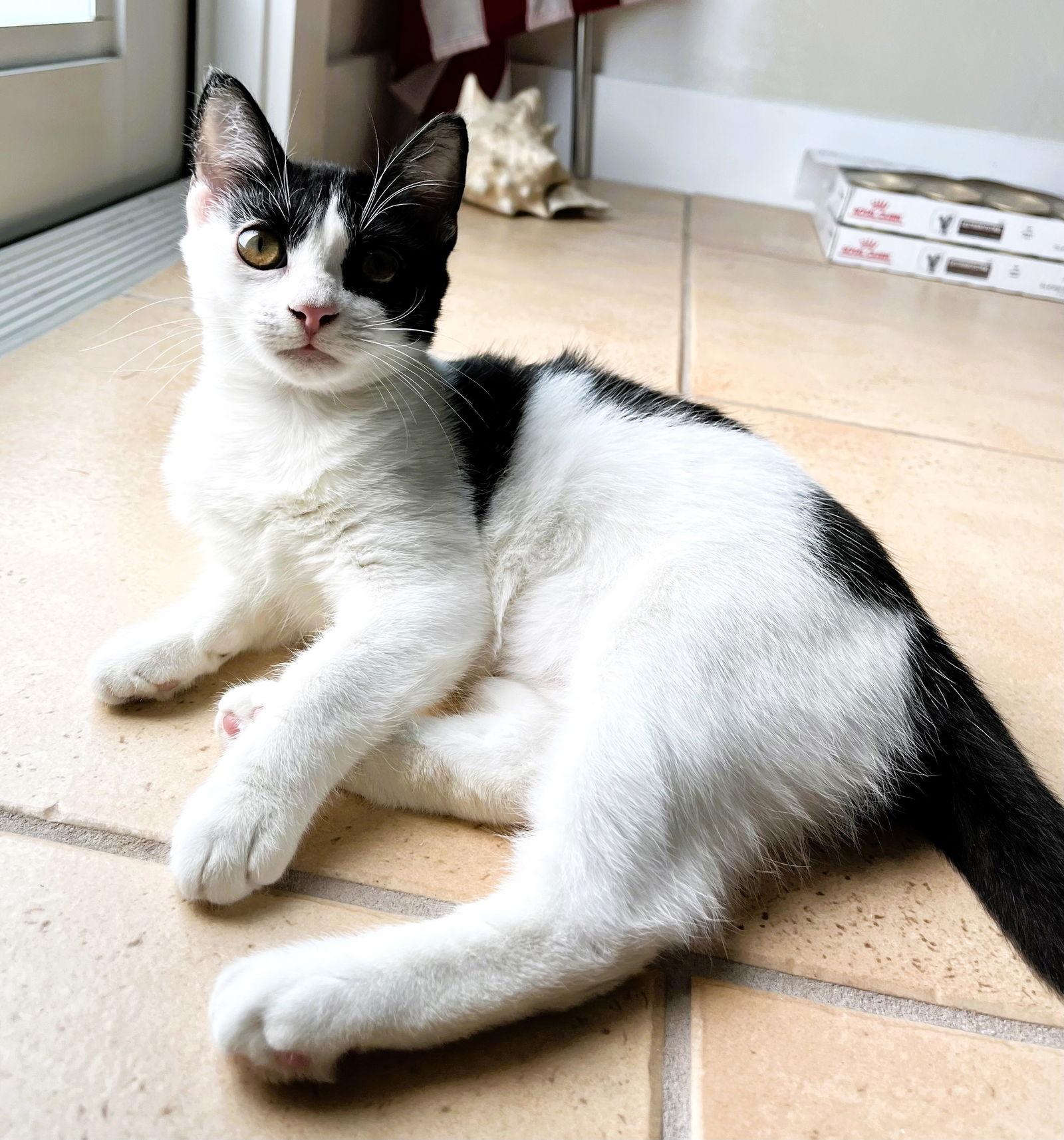 Kaia, Adoptable, Kitten Female Domestic Short Hair.