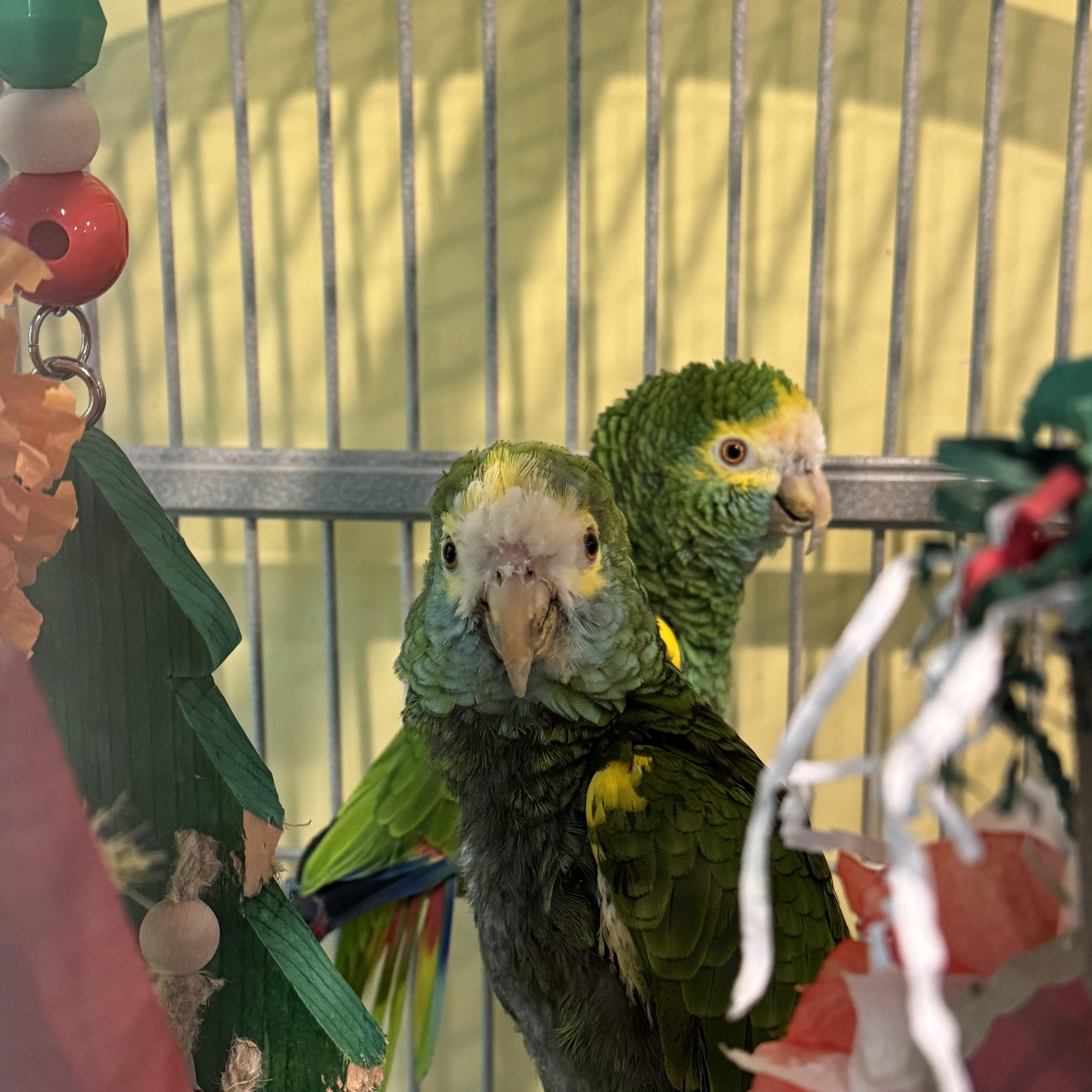 Pair of yellow shouldered amazons