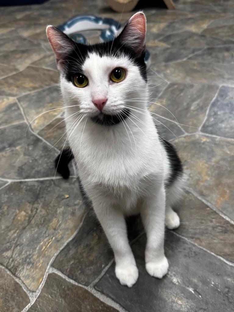 Princess, Adoptable, Young Female Domestic Short Hair.