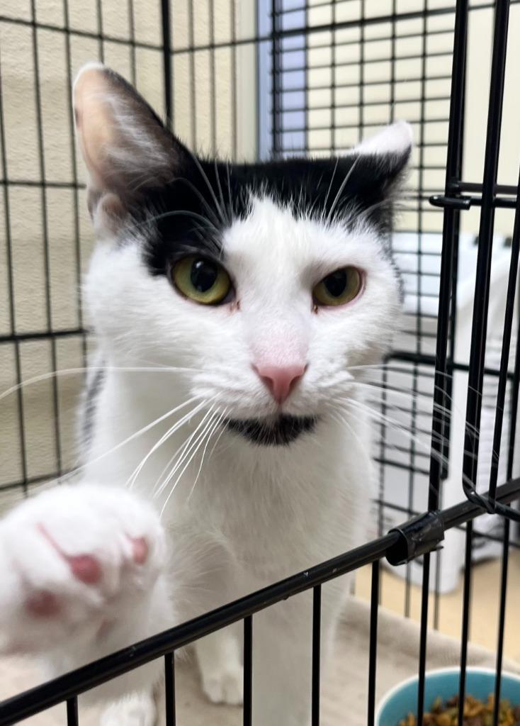 Enlarge Princess, a Adoptable mixed breed in Shorewood, IL image 2/3