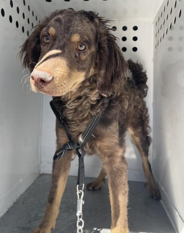 Curly, Adoptable, Young Male Cocker Spaniel & Standard Poodle.