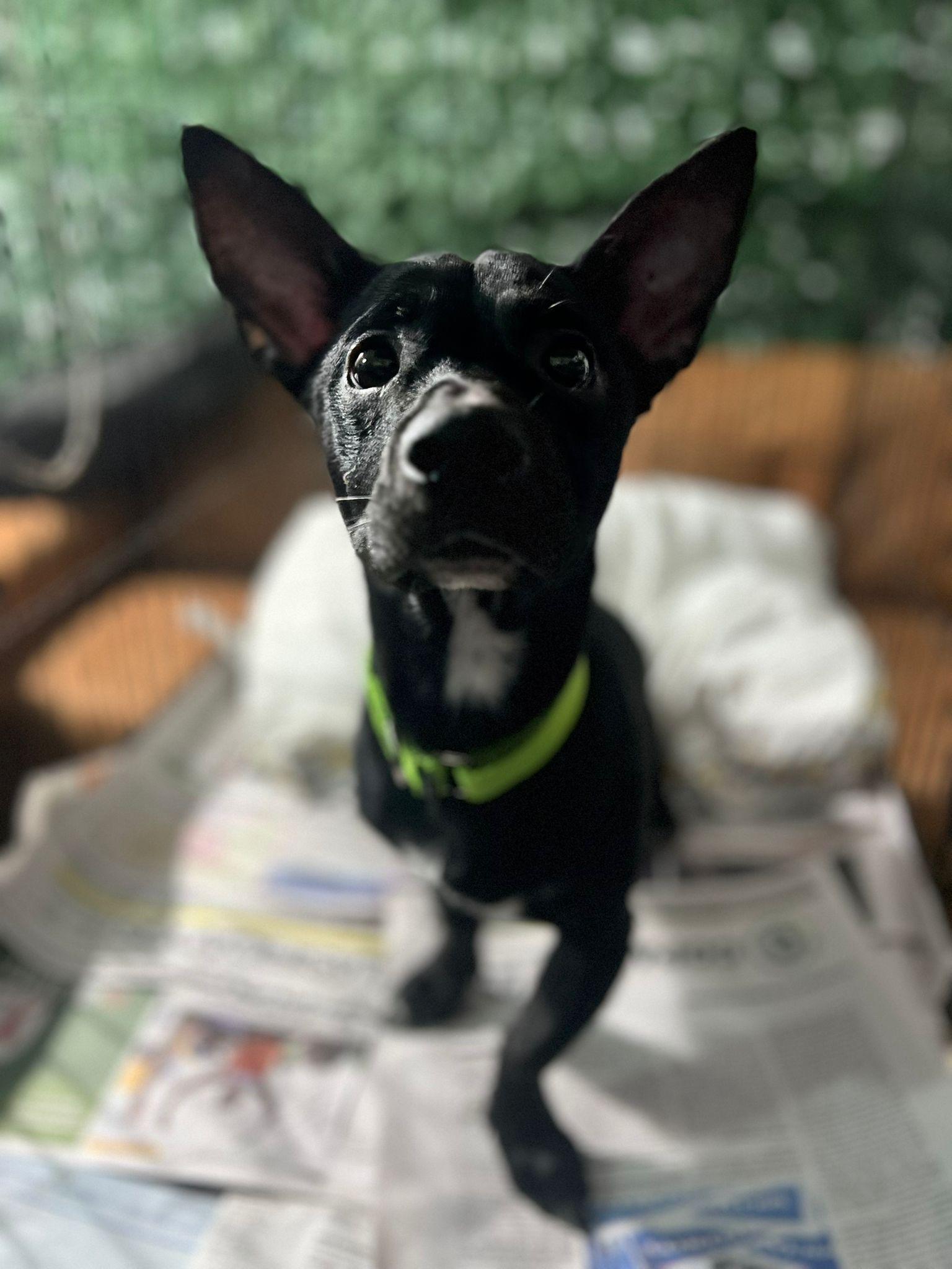 Enlarge Nubs, a ADOPTABLE mixed breed in New York, NY image 2/5