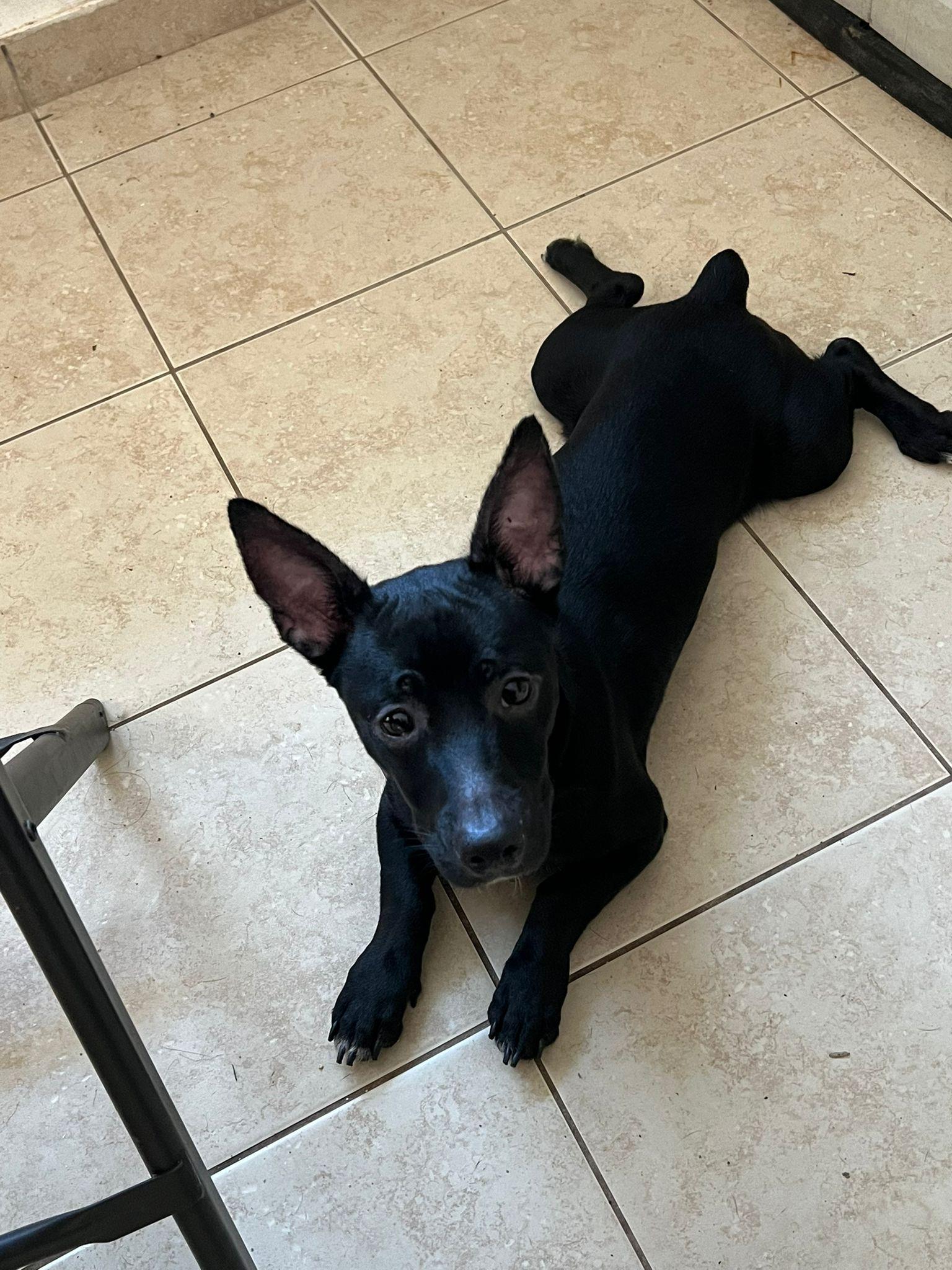 Enlarge Nubs, a ADOPTABLE mixed breed in New York, NY image 5/5