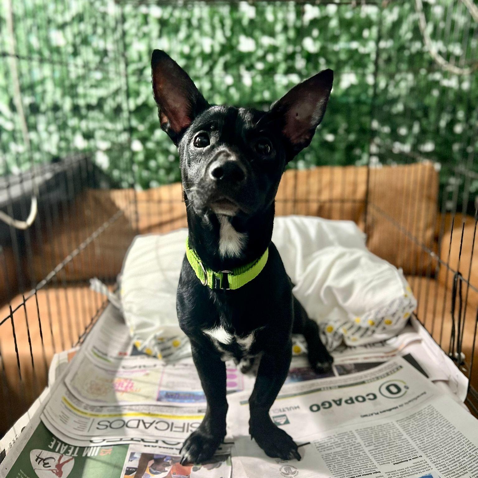 Enlarge Nubs, a ADOPTABLE mixed breed in New York, NY image 1/5