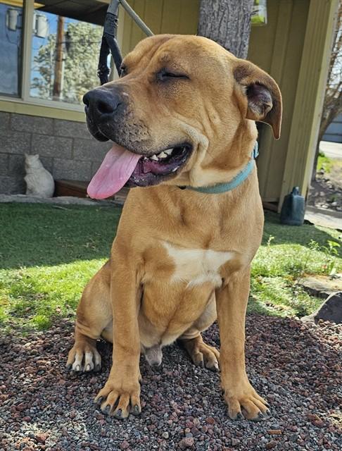 Enlarge Toby, a ADOPTABLE mixed breed in Phoenix, OR image 2/2
