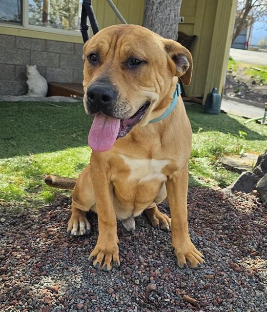 Enlarge Toby, a ADOPTABLE mixed breed in Phoenix, OR image 1/2