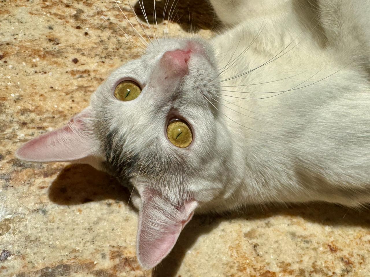 Dakiti, a Adoptable Domestic Short Hair in East Brunswick, NJ image 3/6