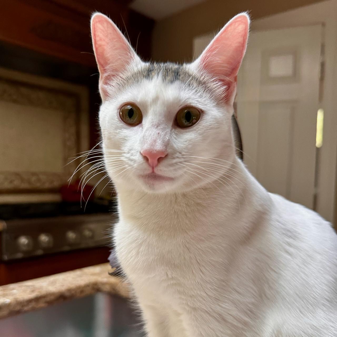 Dakiti, a Adoptable Domestic Short Hair in East Brunswick, NJ image 4/6