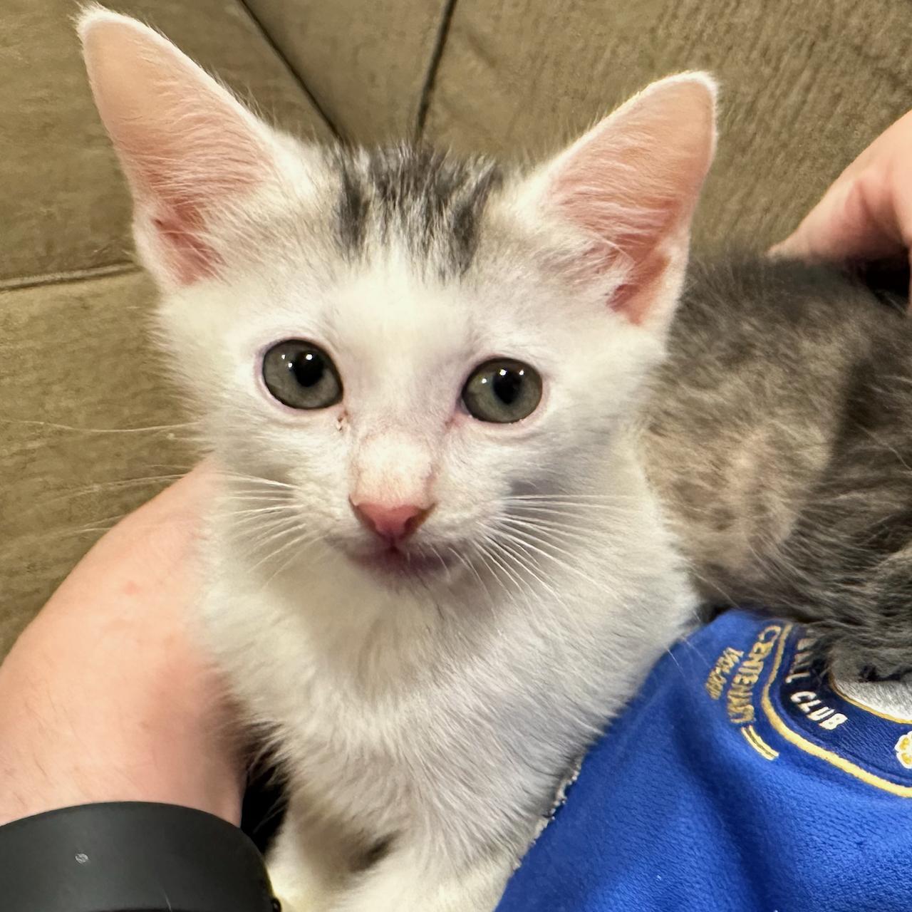 Enlarge Dakiti, a Adoptable Domestic Short Hair in East Brunswick, NJ image 2/6
