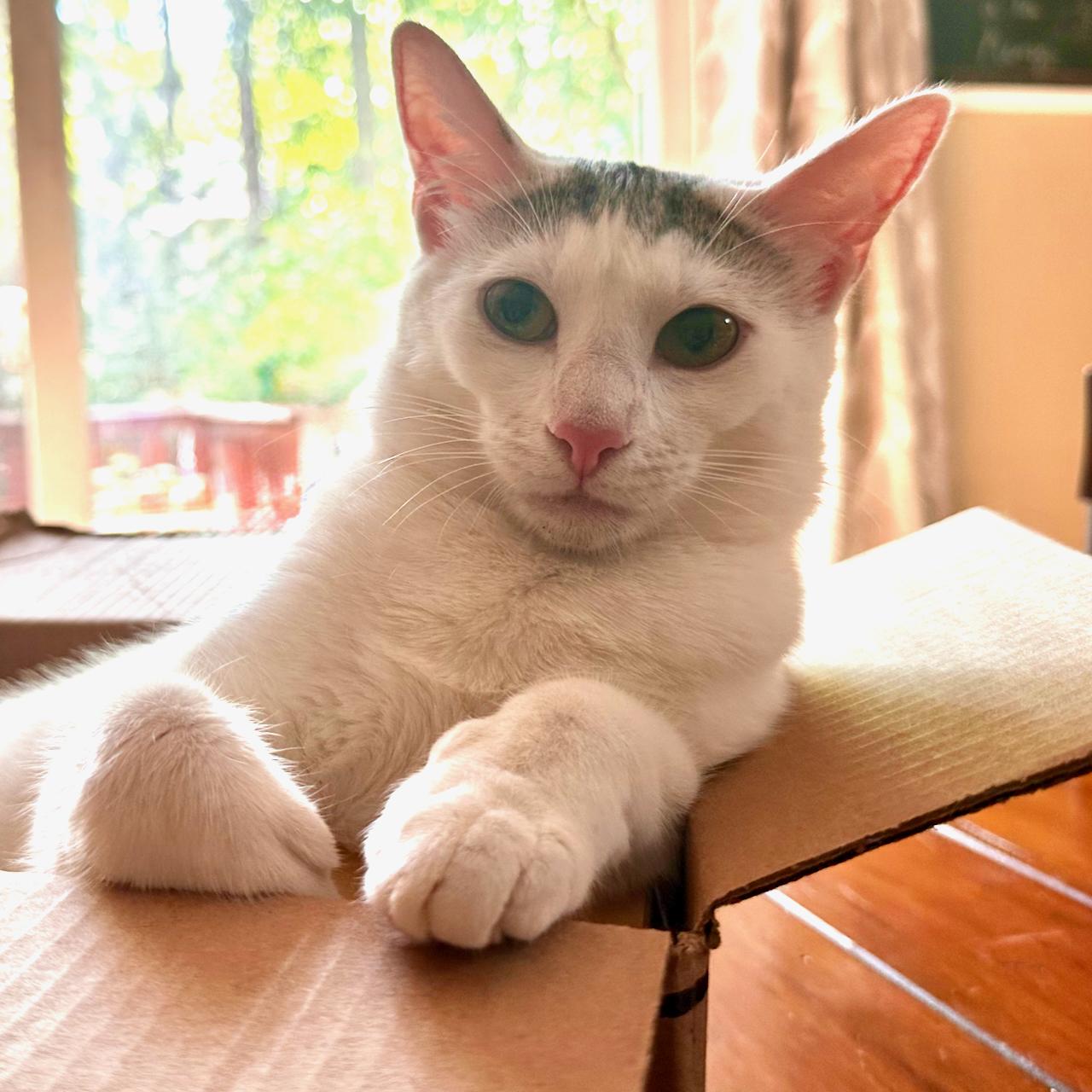 Dakiti, a Adoptable Domestic Short Hair in East Brunswick, NJ image 2/6