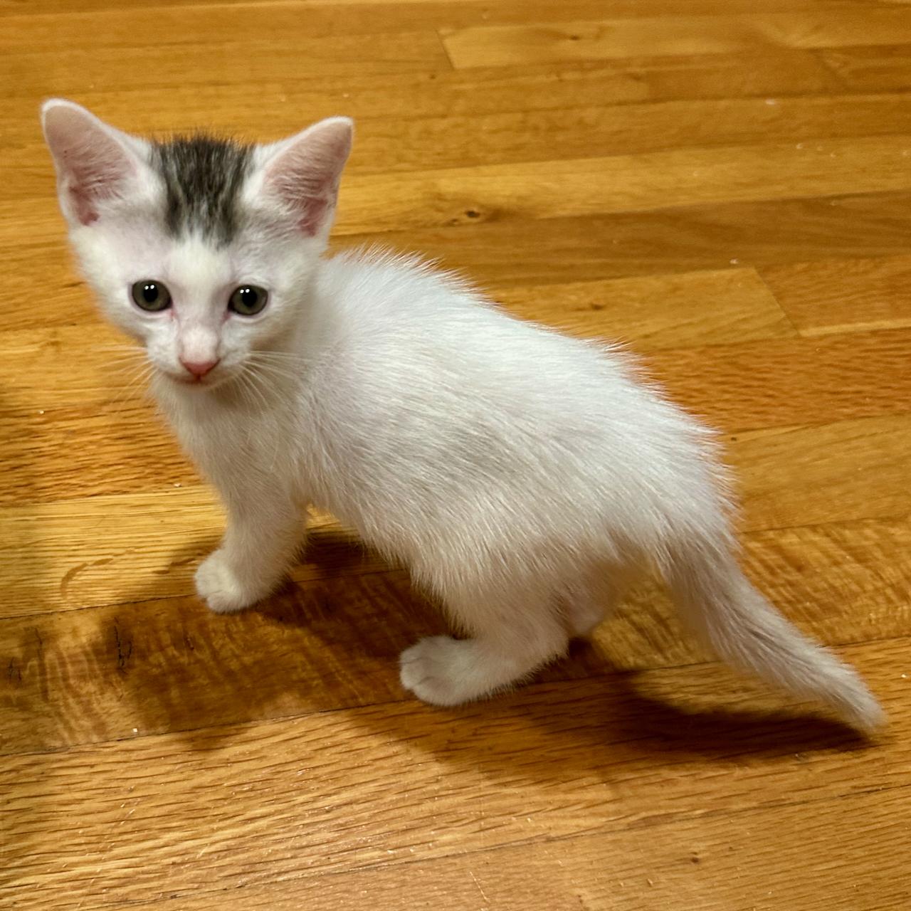 Enlarge Dakiti, a Adoptable Domestic Short Hair in East Brunswick, NJ image 5/6