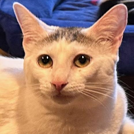Dakiti, Adoptable, Kitten Female Domestic Short Hair.