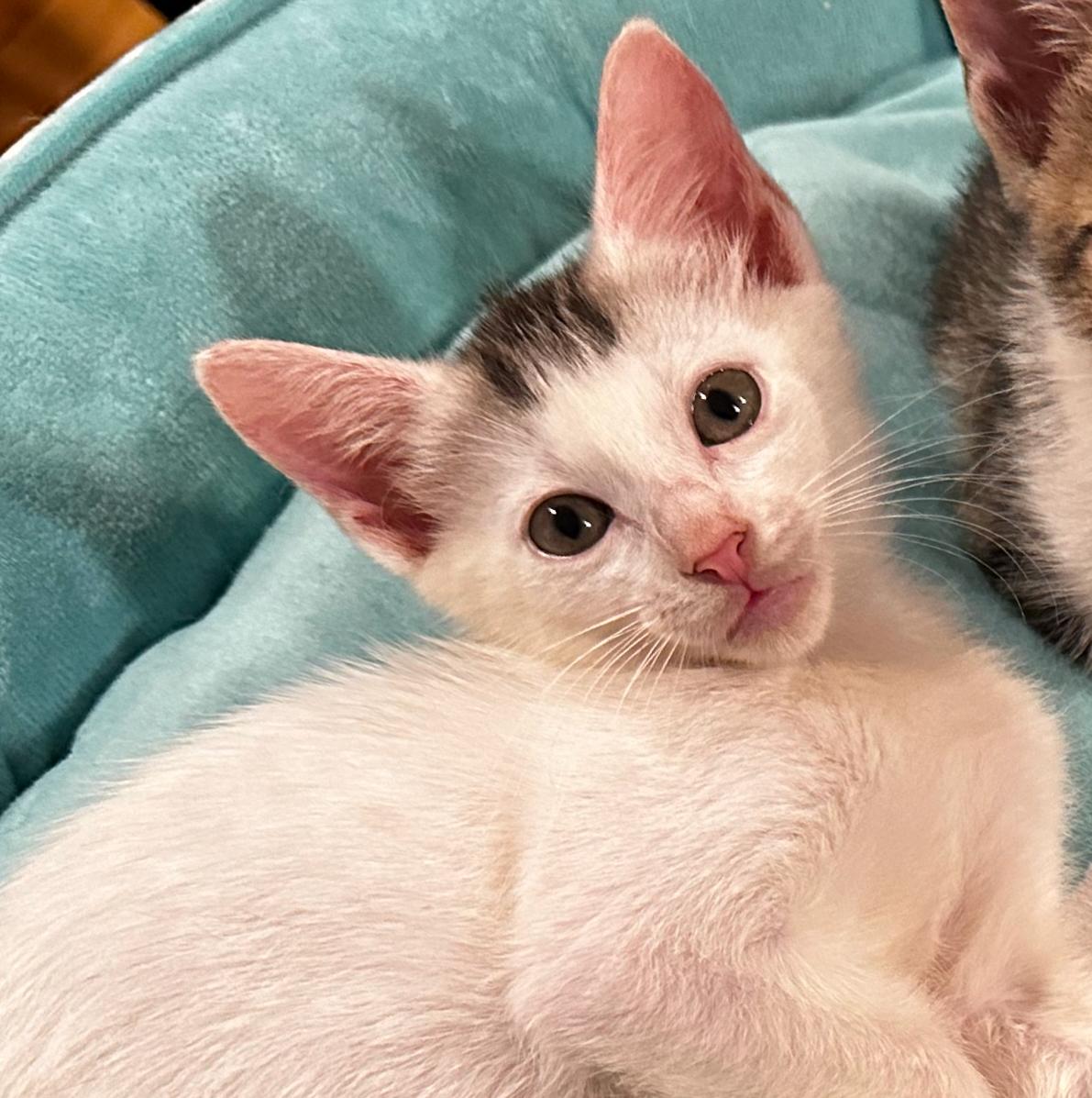 Dakiti, Adoptable, Kitten Female Domestic Short Hair.