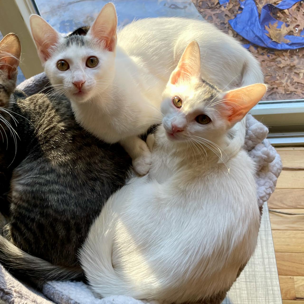 Enlarge Dakiti, a Adoptable Domestic Short Hair in East Brunswick, NJ image 6/6