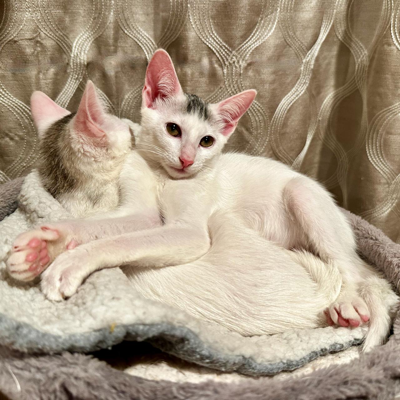 Enlarge Dakiti, a Adoptable Domestic Short Hair in East Brunswick, NJ image 3/6