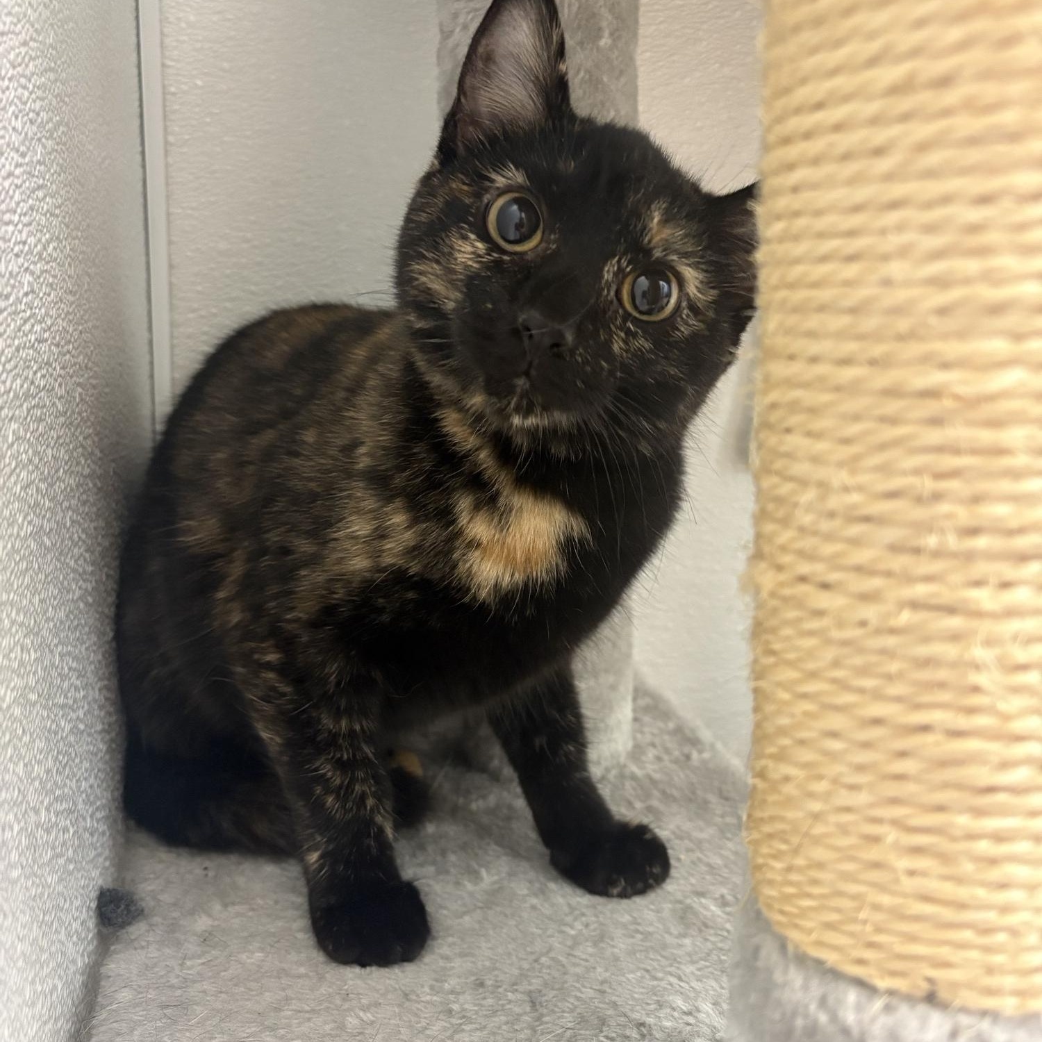 Enlarge Back Bat Flower, a ADOPTABLE Domestic Short Hair in Saint Charles, MO image 2/3