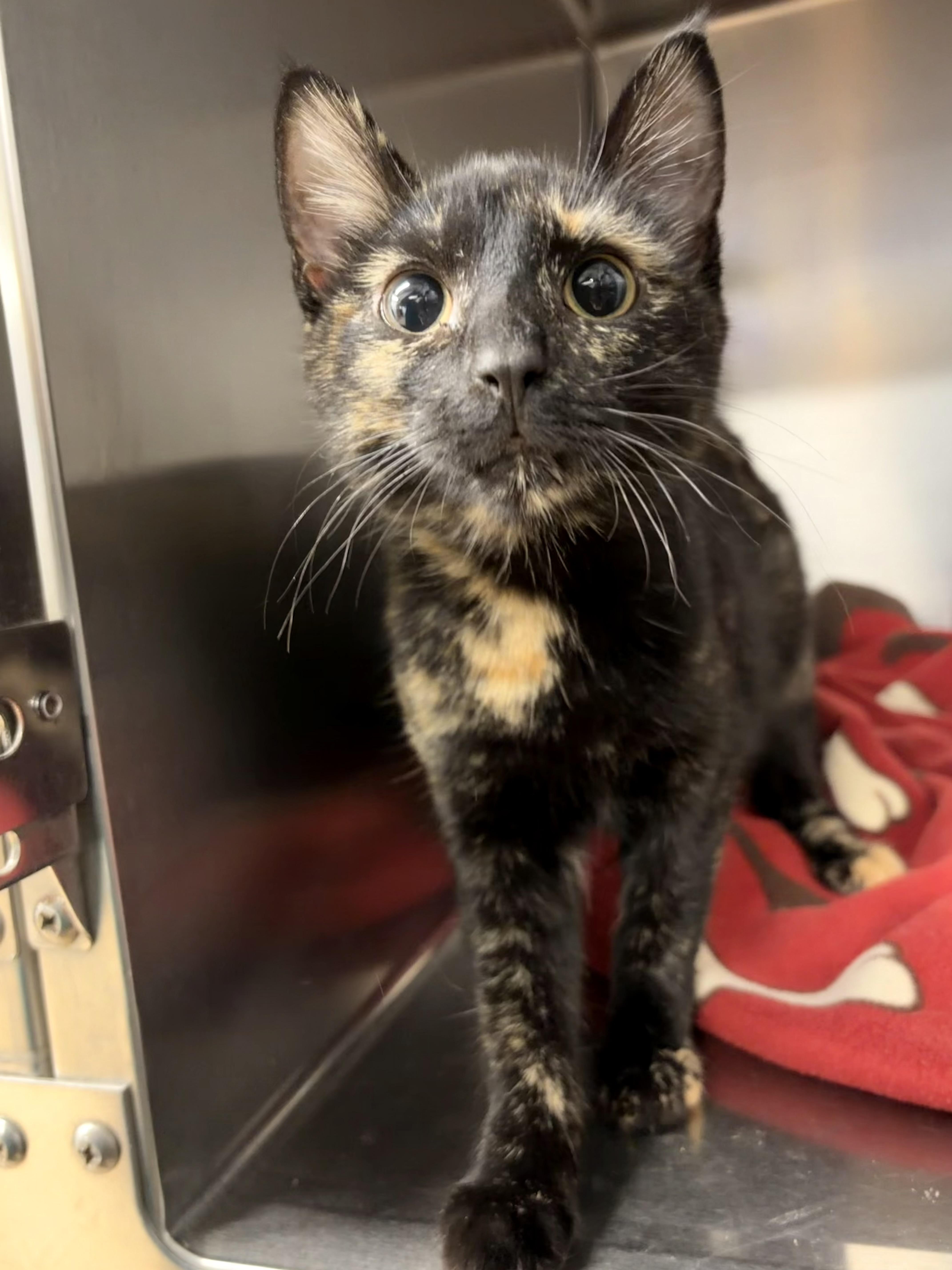 Enlarge Back Bat Flower, a ADOPTABLE Domestic Short Hair in Saint Charles, MO image 1/3