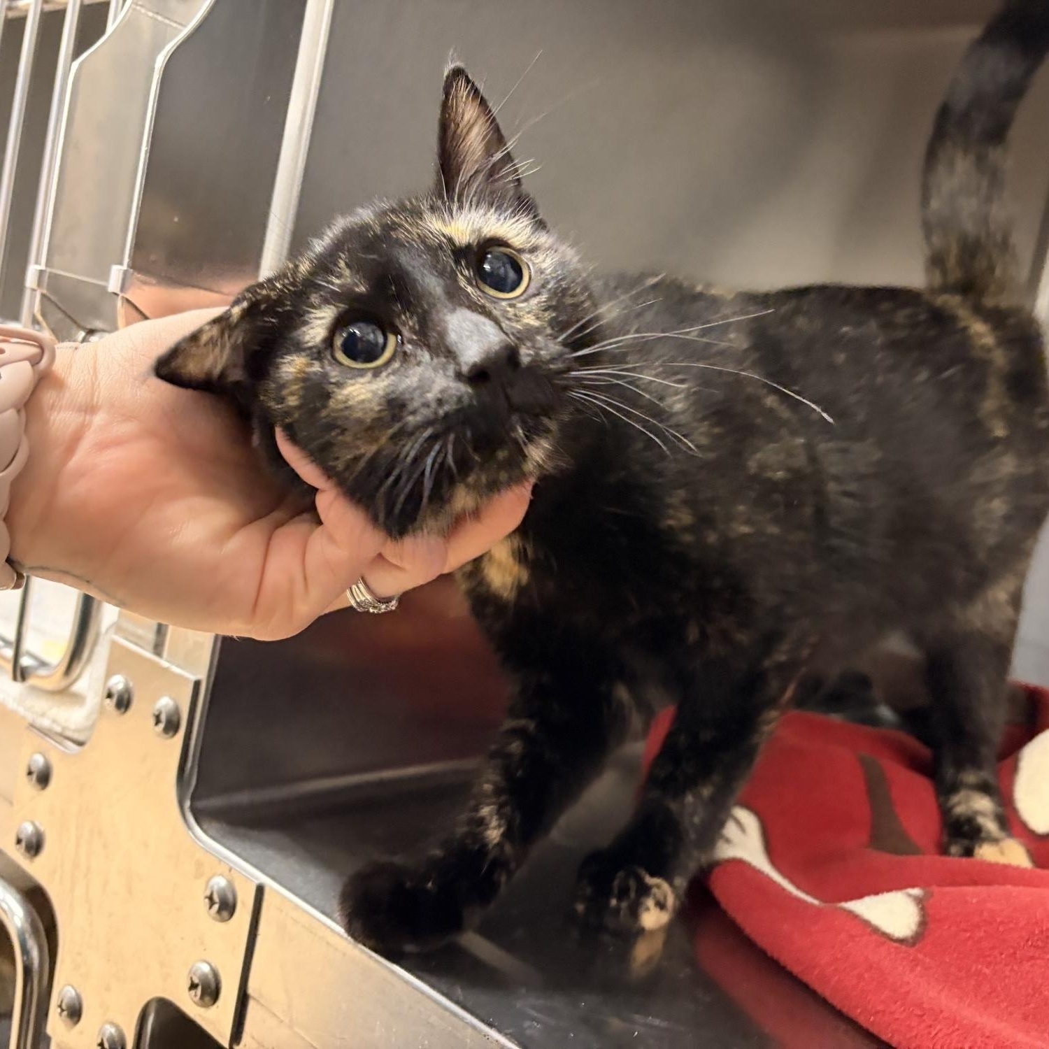Enlarge Back Bat Flower, a ADOPTABLE Domestic Short Hair in Saint Charles, MO image 3/3