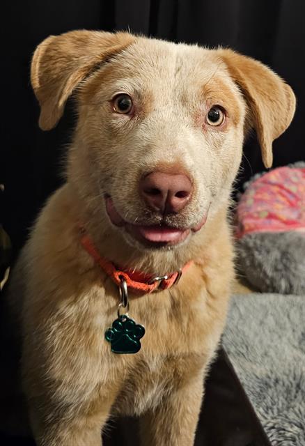 Enlarge SCHUGIE, a Adoptable mixed breed in Santa Rosa, CA image 1/1