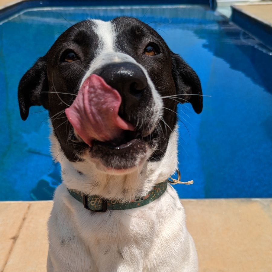 Bolt, an adopted Border Collie in CLARKSVILLE, TN_image-1