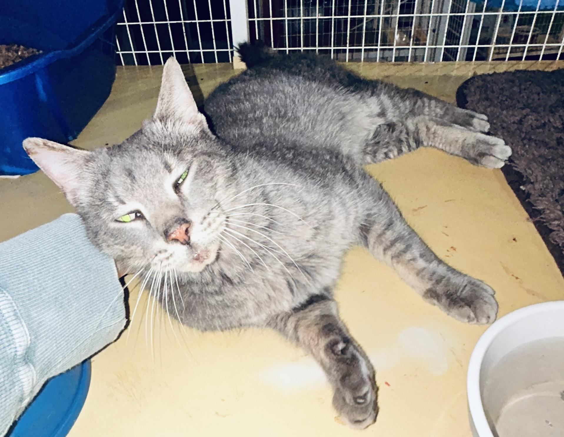 Bob, Adopted, Adult Male Domestic Short Hair.