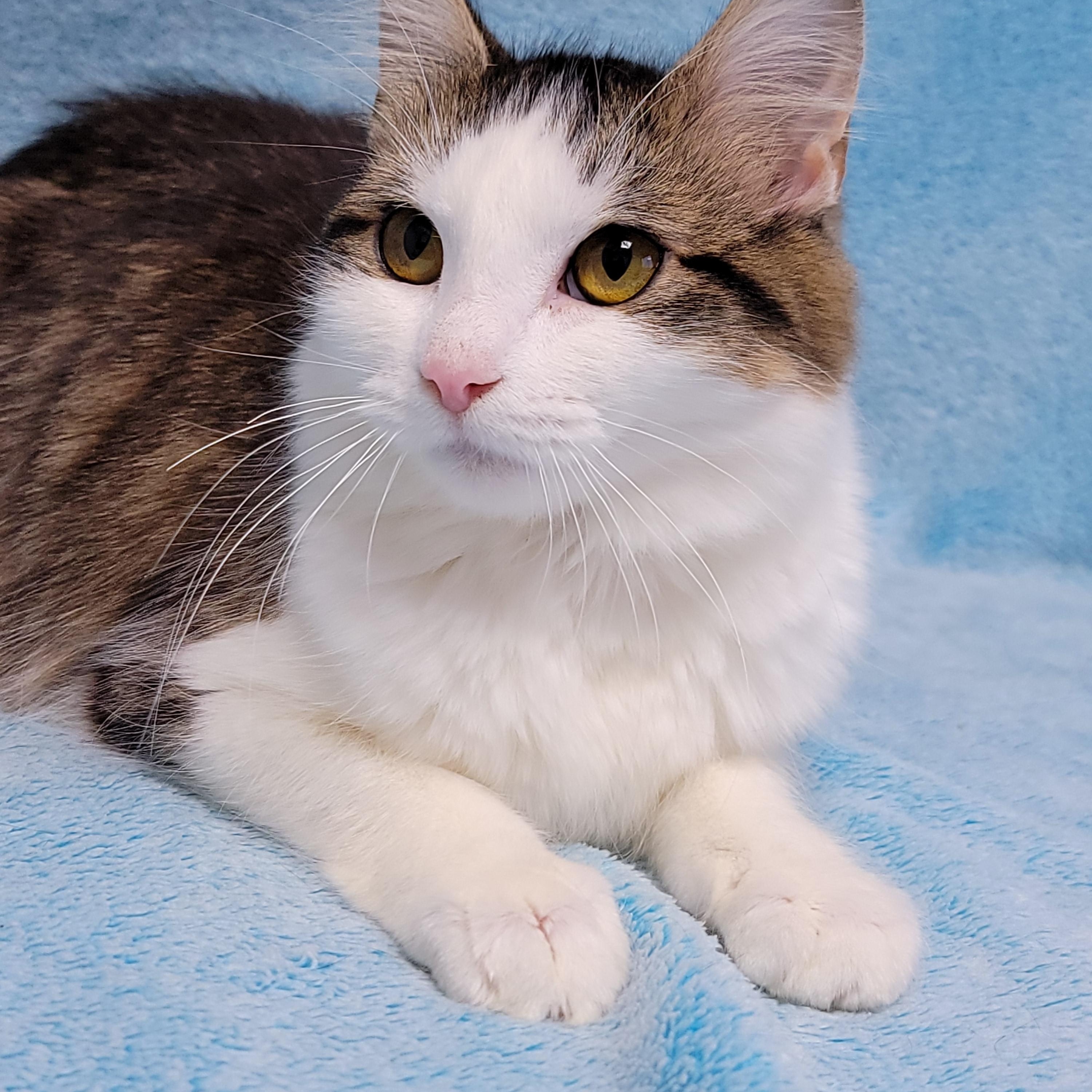 JD, adopted, Adult Female Domestic Medium Hair.