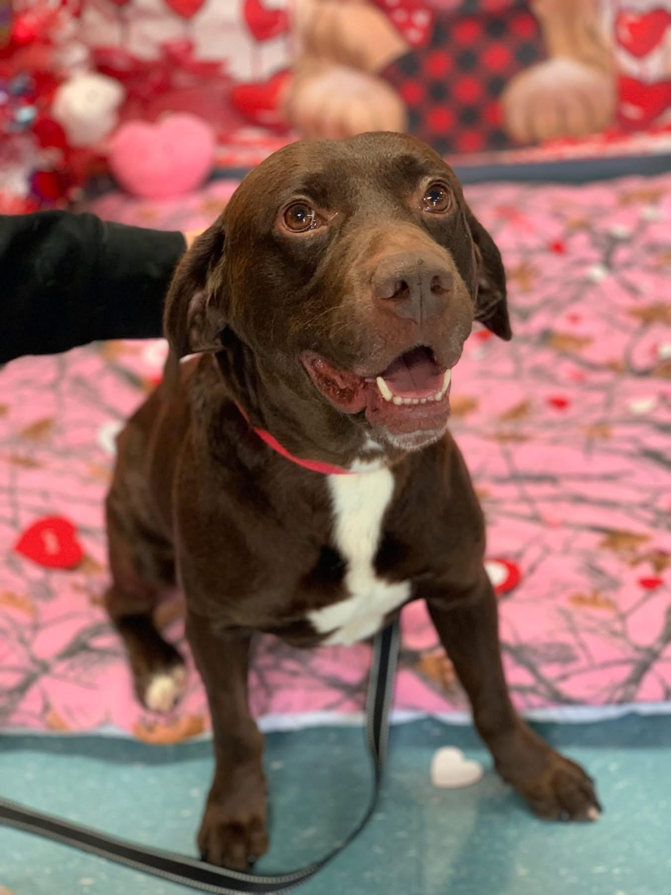 Enlarge Bear , an adopted mixed breed in Douglas, MA image 5/6