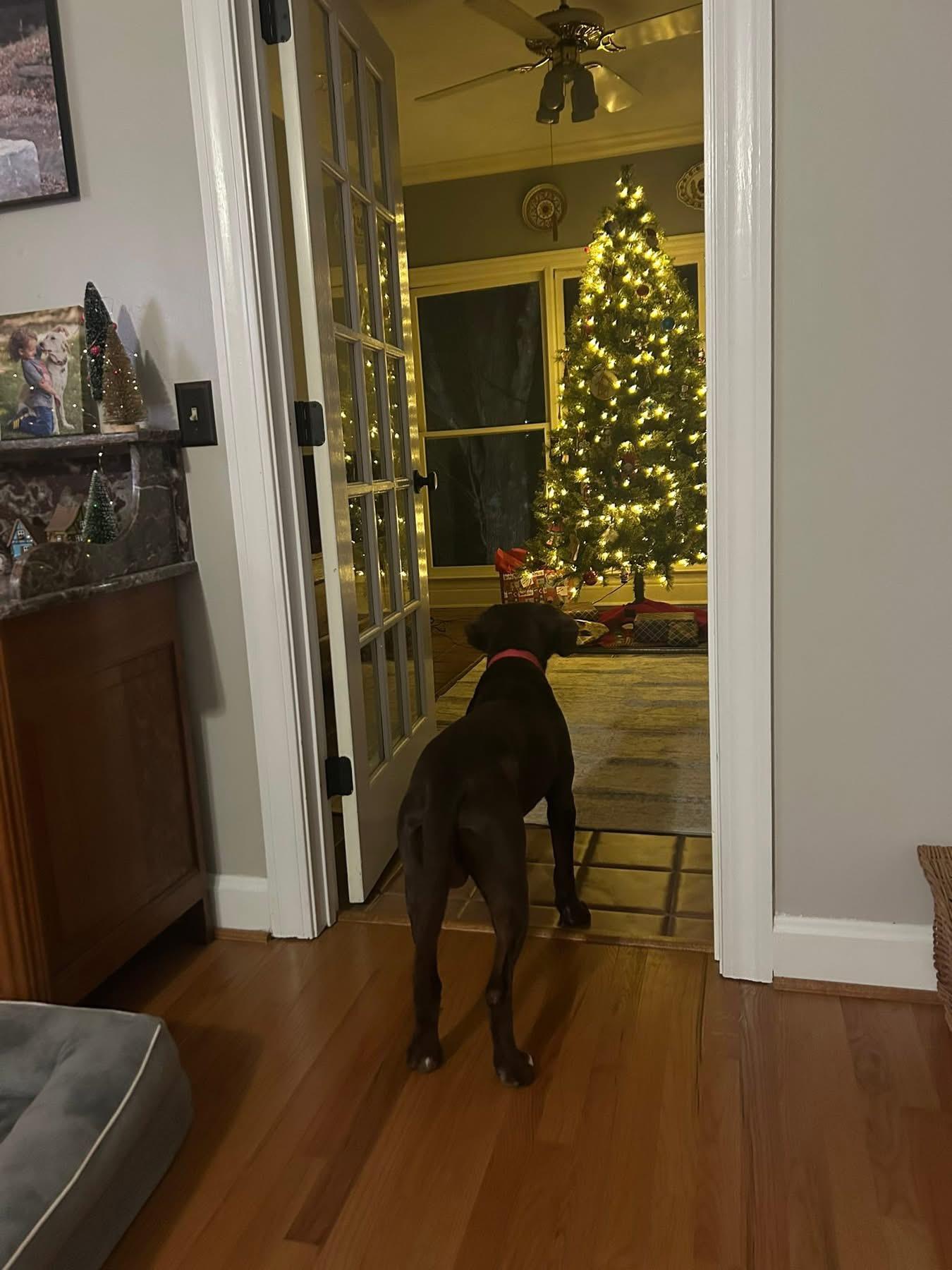 Enlarge Bear , an adopted mixed breed in Douglas, MA image 2/6