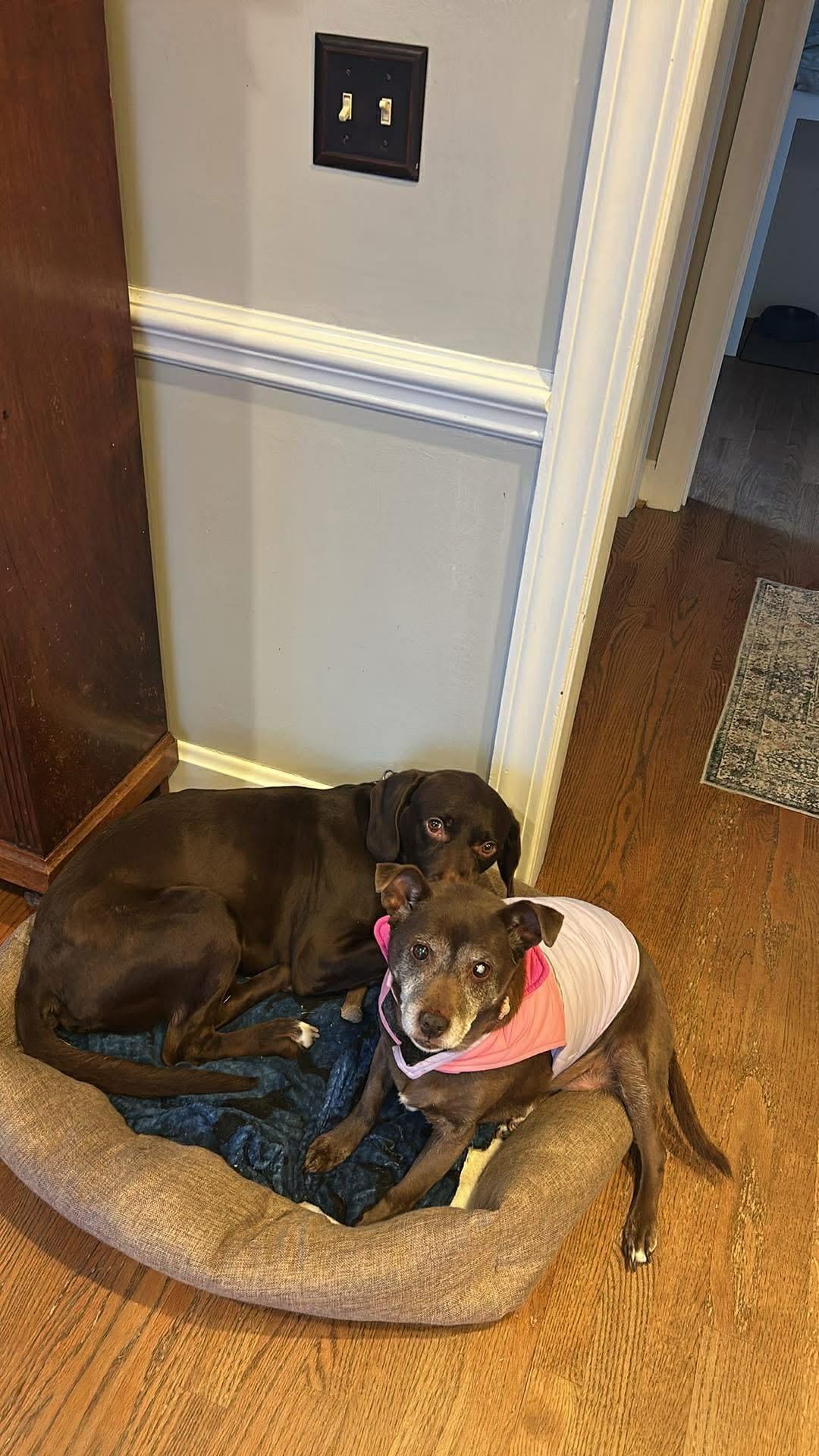 Enlarge Bear , an adopted mixed breed in Douglas, MA image 6/6