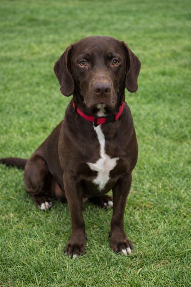 Bear , adopted, Adult Male Labrador Retriever.