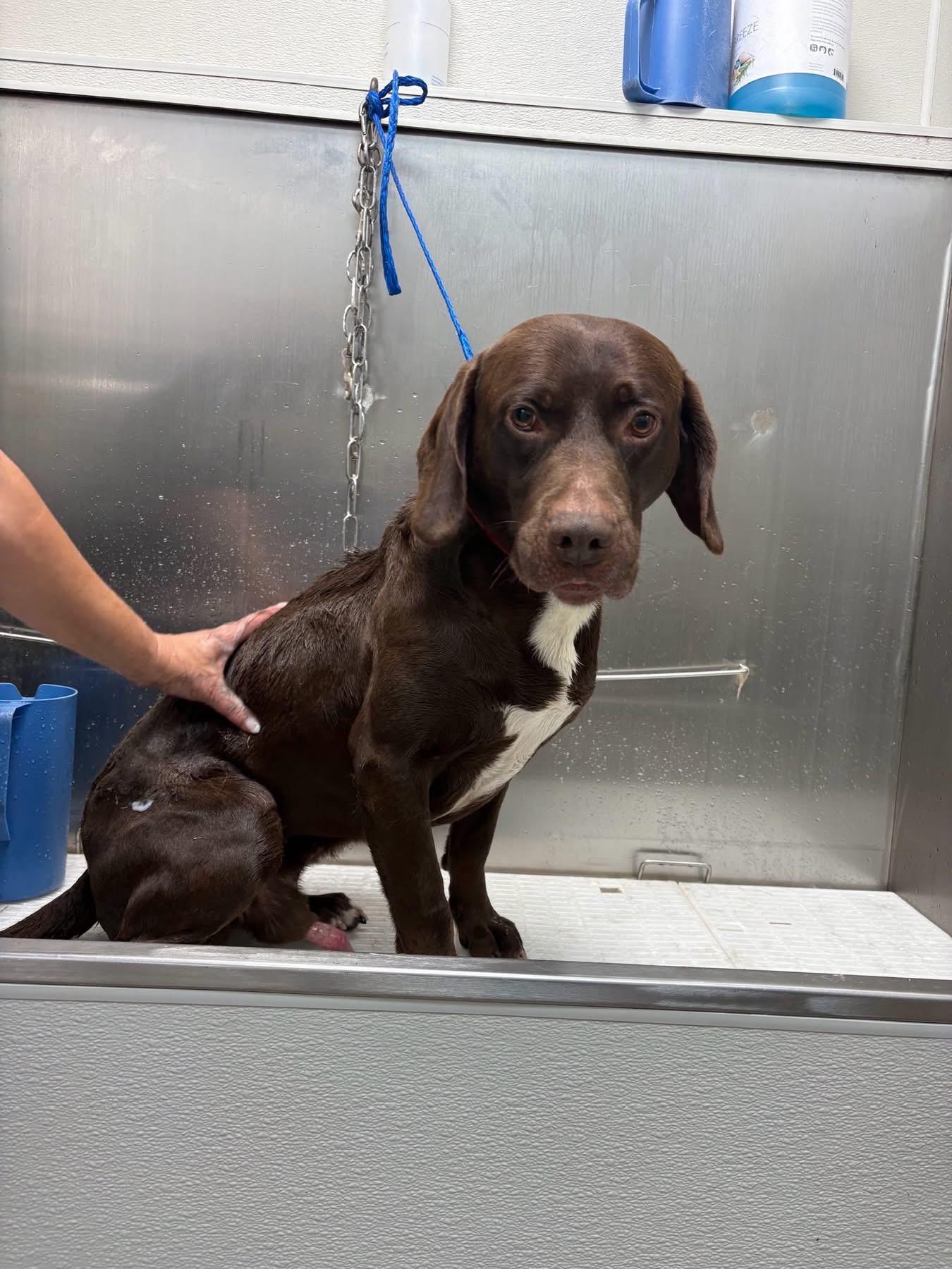 Enlarge Bear , an adopted mixed breed in Douglas, MA image 3/6