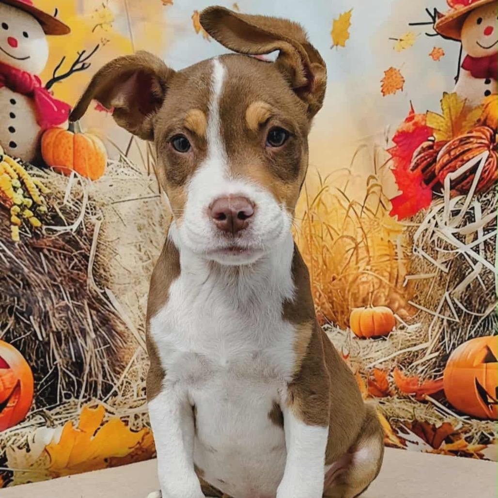 Ross, Adoptable, Puppy Male Hound & Pit Bull Terrier.