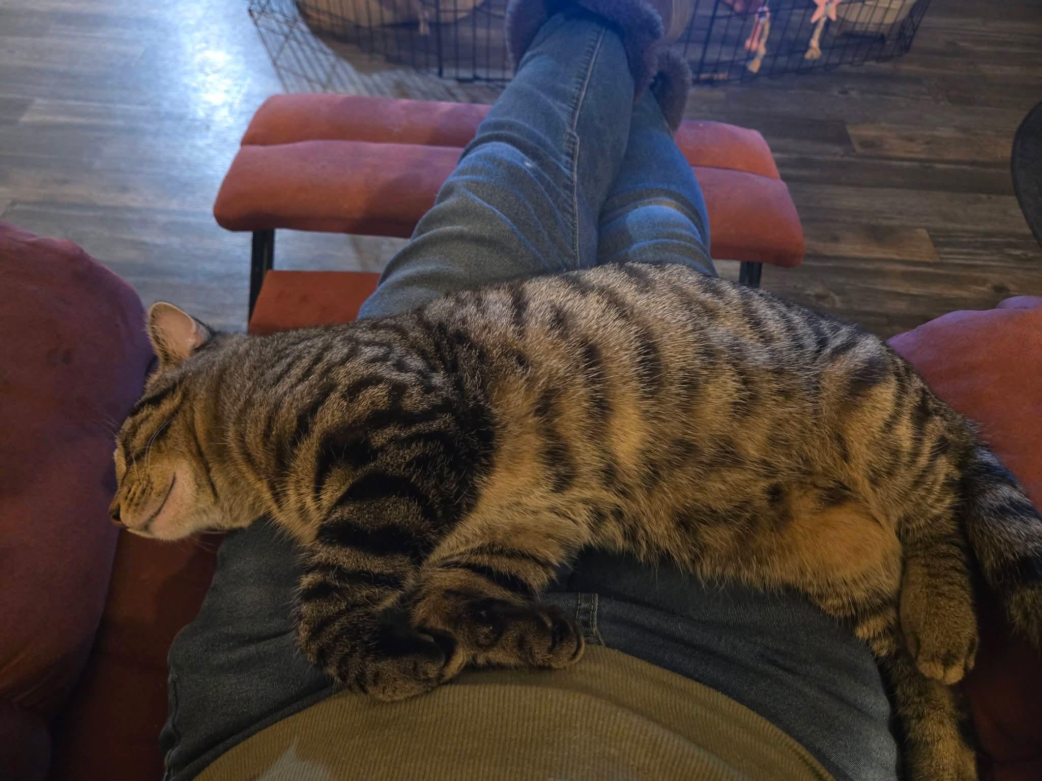 Enlarge Clarence, an adoption pending Tabby in Temple, PA image 4/4