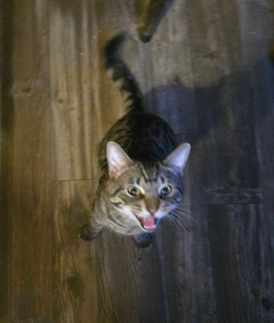 Enlarge Clarence, an adoption pending Tabby in Temple, PA image 2/4