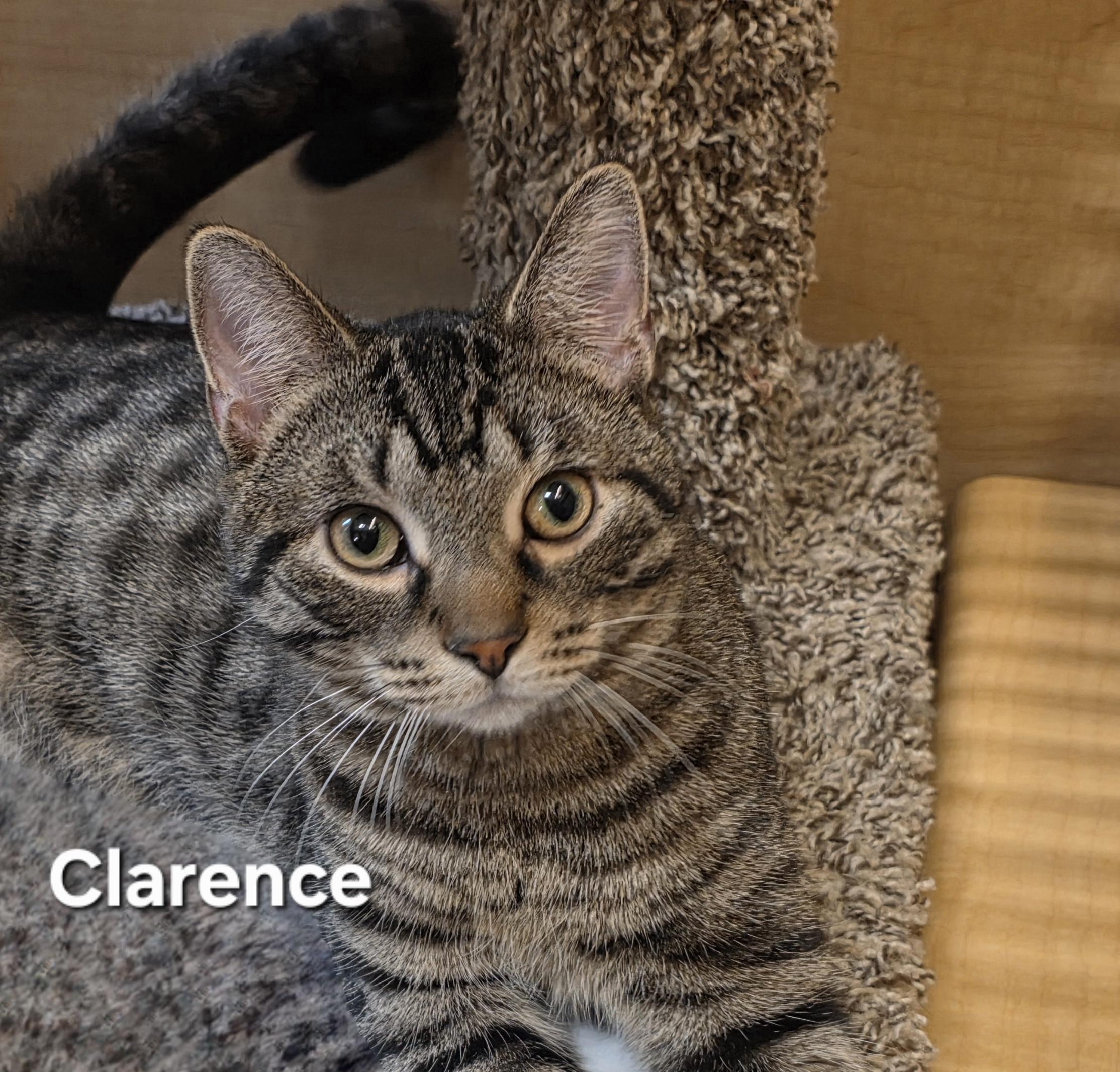 Enlarge Clarence, an adoption pending Tabby in Temple, PA image 1/4