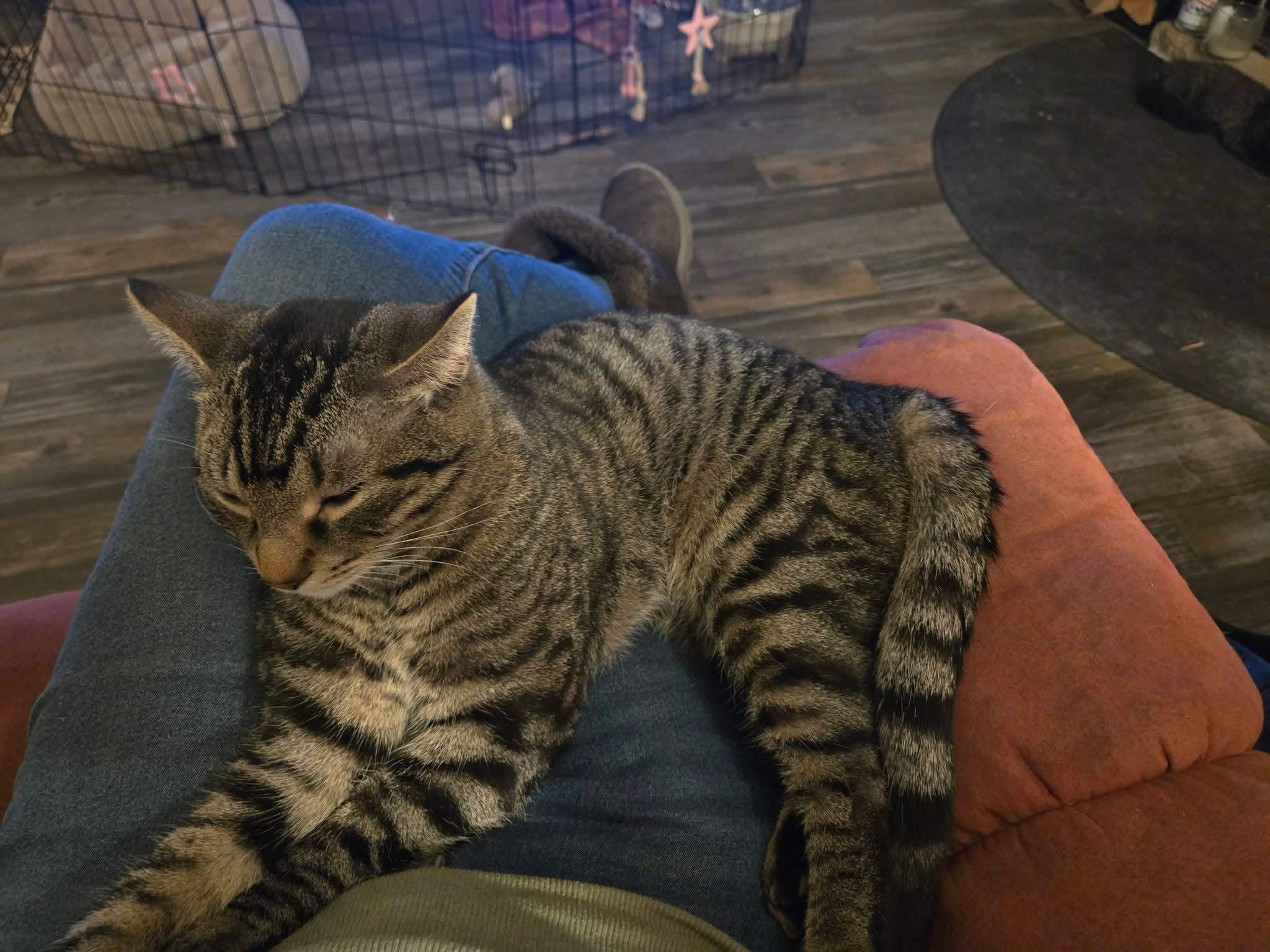 Enlarge Clarence, an adoption pending Tabby in Temple, PA image 3/4