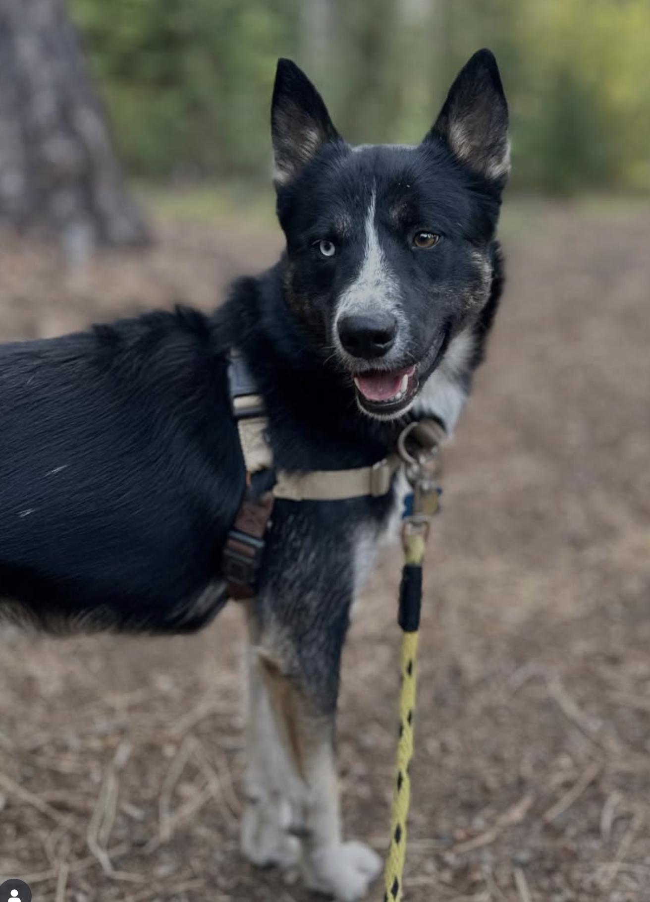Ash, Adoptable, Young Male Siberian Husky & Border Collie.
