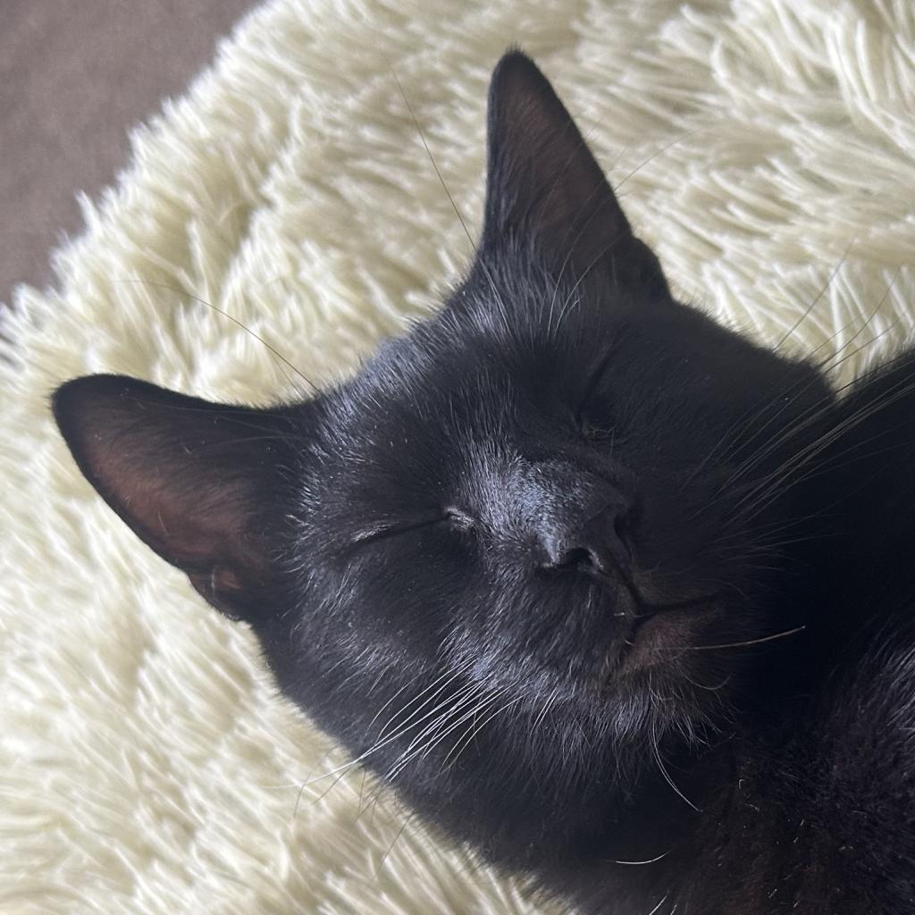 BJ, Adoptable, Adult Male Domestic Short Hair.