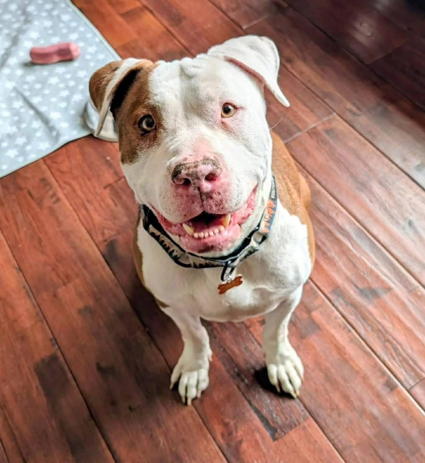 Enlarge OSO, a ADOPTABLE mixed breed in Waverly, TN image 2/2