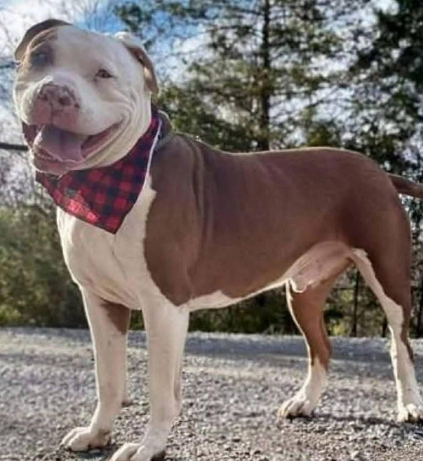 OSO, ADOPTABLE, Young Male Terrier.