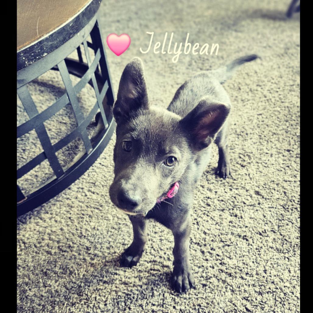 Jellybean, Adoptable, Puppy Female Mixed Breed.