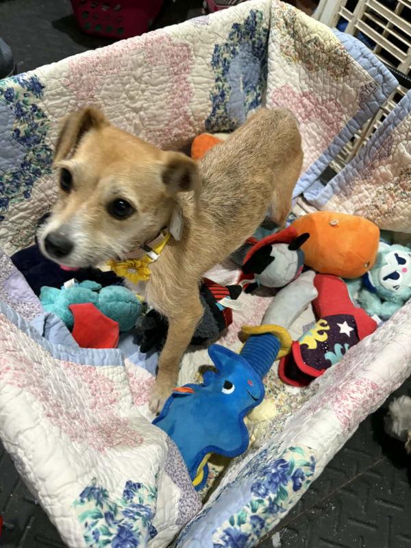 Tallulah, a Adoptable mixed breed in Mukwonago, WI image 1/3