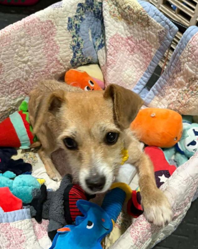 Tallulah, a Adoptable mixed breed in Mukwonago, WI image 2/3